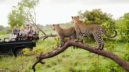 Directorio de hoteles en Kruger National Park