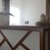 Servicio de la habitación