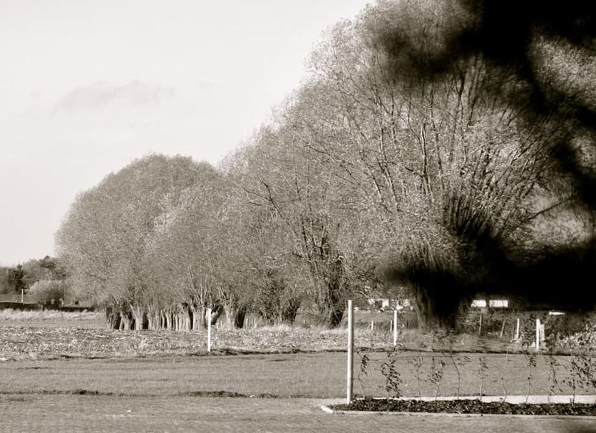 Otros Foto