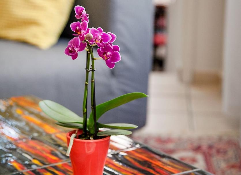 Servicio de la habitación Foto