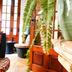 Decoración
