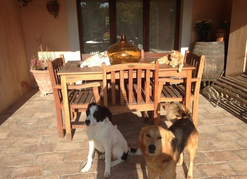 Patio Foto