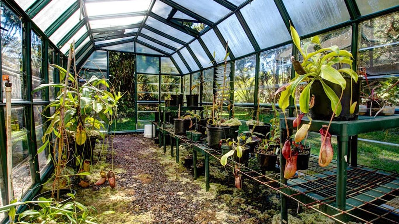 Volcano Big Tree Sanctuary