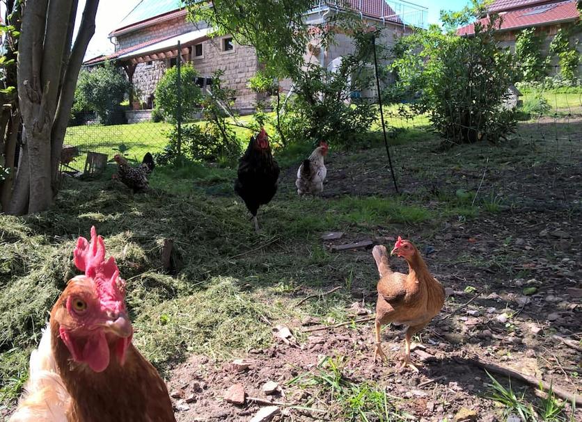 Otros Foto