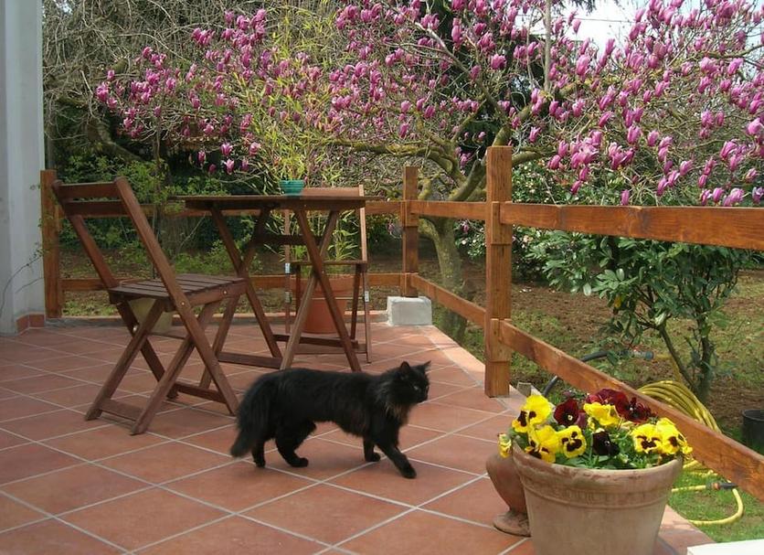 Patio Foto