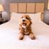Admite mascotas