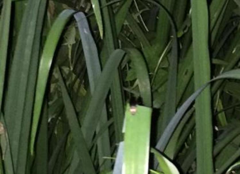 Otros Foto