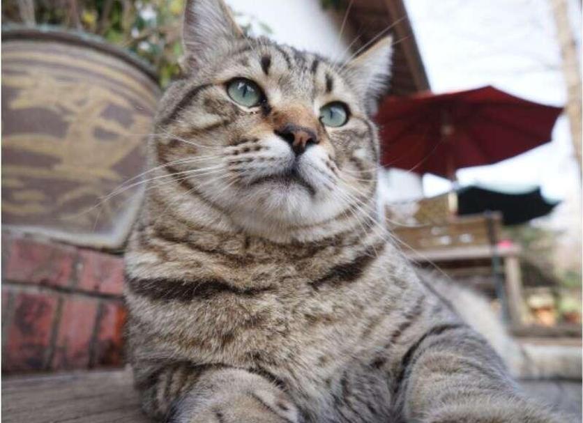 Otros Foto
