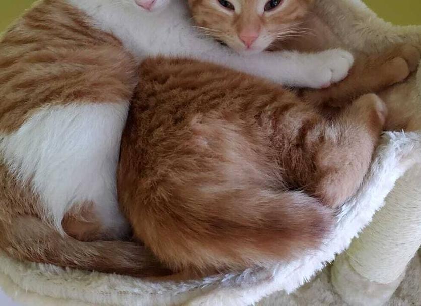 Otros Foto