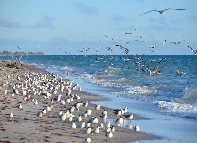Playa Foto