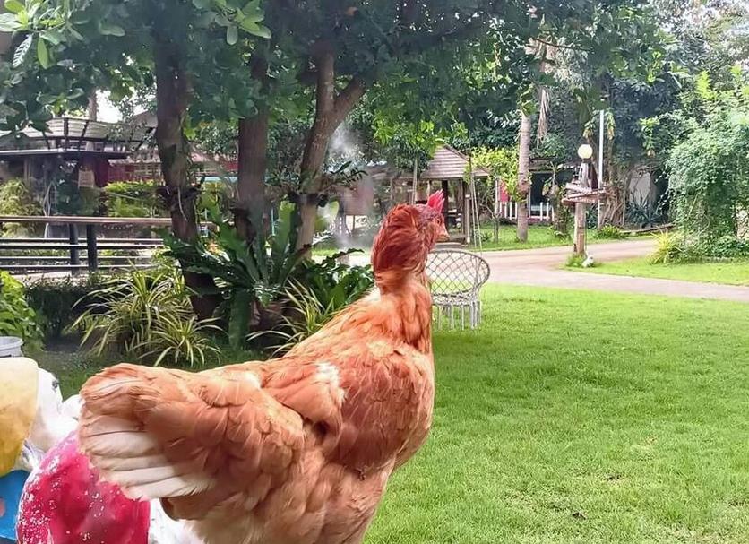 Otros Foto