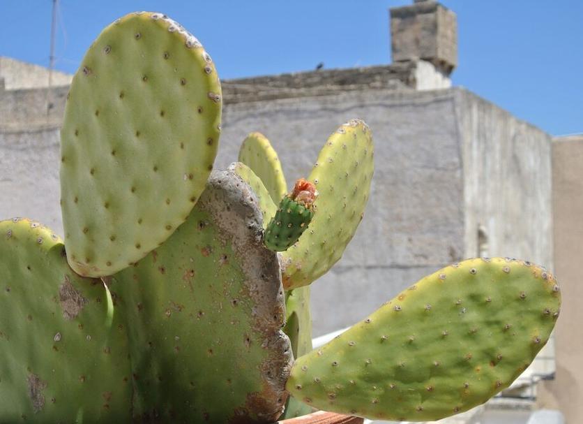 Otros Foto