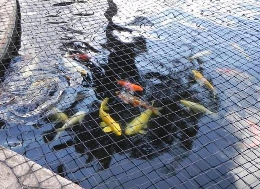 Otros Foto