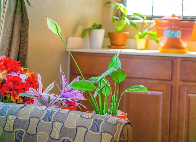 Servicio de la habitación Foto