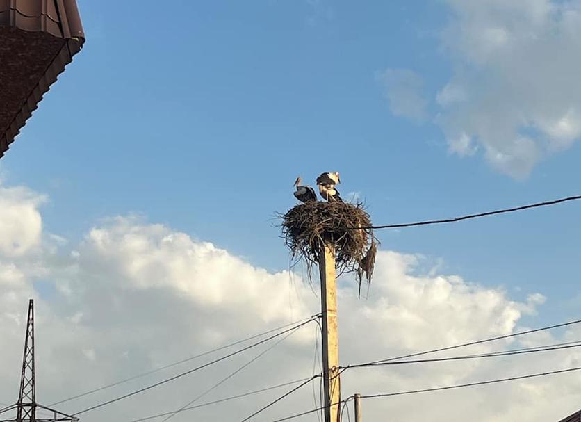 Otros Foto