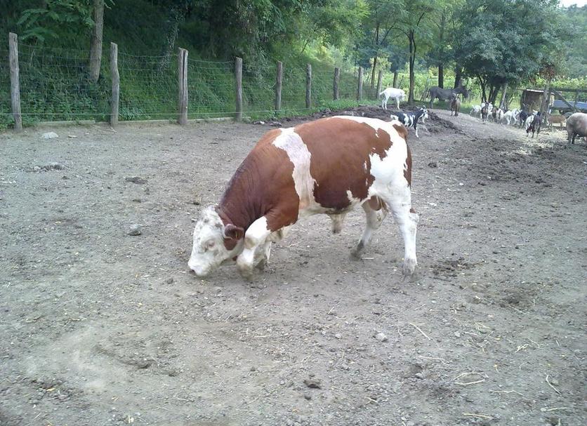 Otros Foto